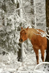 Pferdewelt. Wunderschöne Pferde im winter