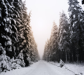 Sunlight effects on pine tree forest with snow and frost.