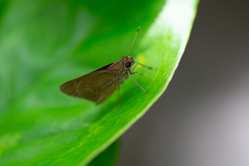 Fiery Skipper female