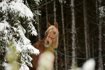 Fototapeta na wymiar Pferdewelt. Wunderschöne Pferde im winter