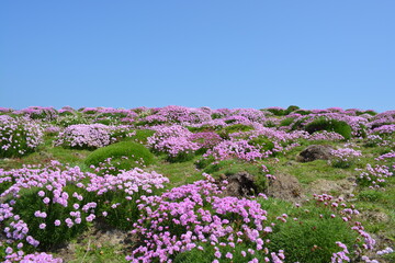 Obraz premium Beautiful scenery of Armeria maritima, the thrift, sea thrift or sea pink flowers in May, at Skomer Island , Wales, United Kingdom. Space for copy. 