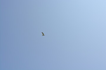 A seabird flying in the sky above the sea at Skomer Island in Wales, United Kingdom.