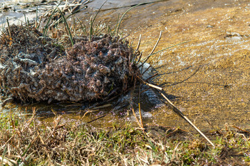 arbusto en medio del agua sobre rocas al aire libre en una tarde soleada