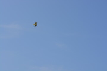 A seabird flying in the sky above the sea at Skomer Island in Wales, United Kingdom.