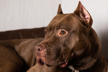 chocolate pit bull with a sad look close-up
