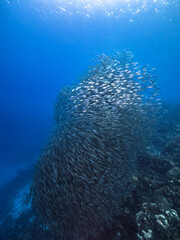 Naklejka na ściany i meble Bait ball, school of fish in turquoise water of coral reef in Caribbean Sea