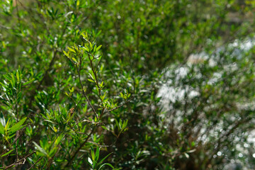 arbusto frondoso y muy verde en parque al aire libre en una tarde soleada 