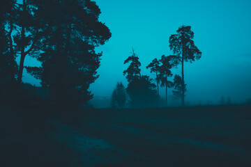 Gloomy mystical and foggy forest landscape - 403692315