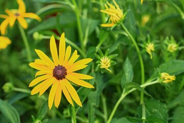 Detail or macro photography of Rudbeckia