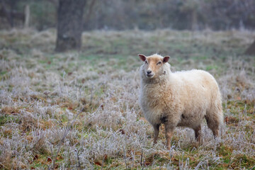close up of single in misty field with frozen grass
