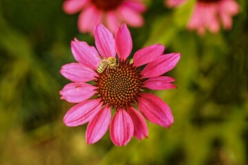 Fototapeta premium Detail or macro photography of Echinacea and bee