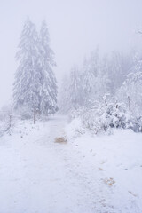 Foggy and snowy day in the forest. very limited visibility.