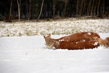 Pferdewelt. Wunderschöne Pferde im winter