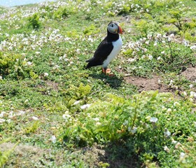 A close up of an atlantic puffin standing on the ground next to the burrow in Spring at  Skomer Island in Wales, United Kingdom. 