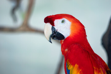 Bright, red-blue parrot Are, Macaw. Exotic coloured bird parrot sitting on the news, close-up face. Natural background. Copy Space