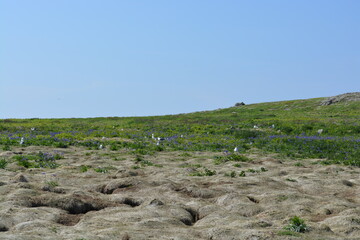 Seabirds in the wildflower meadow and the birds burrows in the ground in Spring at  Skomer Island, Wales, United Kingdom.