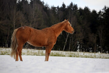 Pferdewelt. Wunderschöne Pferde im winter
