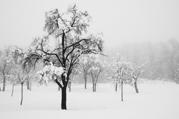 Verschneiter Pflaumenbaum