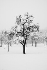 Winterlandschaft mit Bäumen im Hochformat