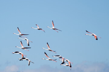 flamingo
