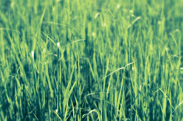 Green rice sprouts close up in sunlight. The concept of organic textures. Background