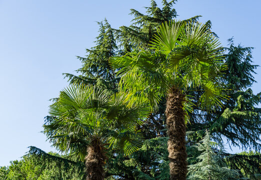 Two beautiful Chinese windmill palm (Trachycarpus fortunei) or Chusan palm against  Himalayan cedar (Cedrus Deodara) in city park of Sochi.