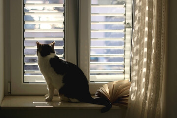 Tabby cat and open book, on a window sill, illuminated by morning sunlight. Selective focus.