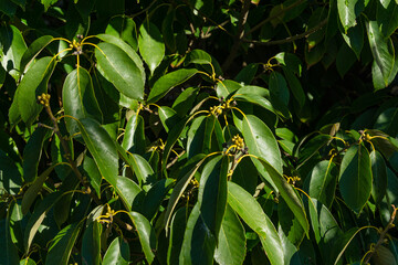 Close-up of green leaves Quercus glauca (Cyclobalanopsis glauca), commonly called ring-cupped oak or Japanese Blue Oak in Sochi city park.