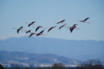 flamingo