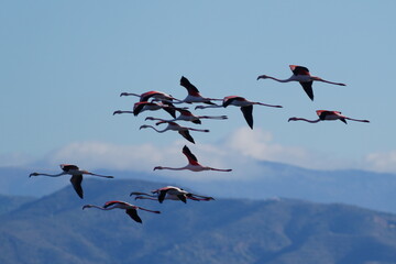 flamingo