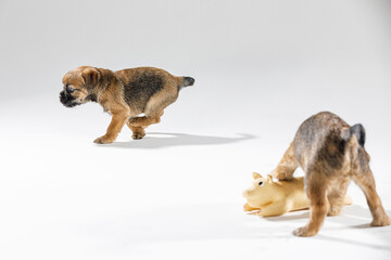 Little beautiful puppies are playing on a white background