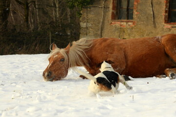 Pferdewelt. Wundersch&ouml;ne Pferde im winter