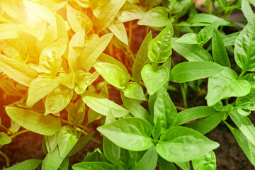 full frame young pepper sprouts. vegetable farming concept. seedling conceptual