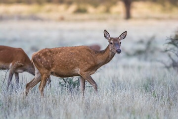 Female red in Calden forest, La Pampa, Argentina.