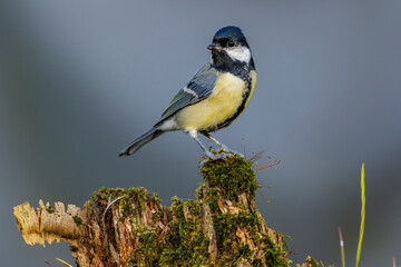 Kohlmeise (parus major)