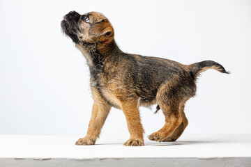 Little beautiful puppy on a white background