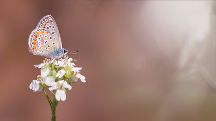 One common blue butterfly on a white wild meadow flower ready to fly closeup macro. Selective focus with brown blurred background. Beautiful summer meadow, inspiration nature.