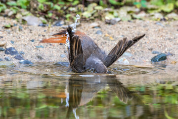 Hausrotschwanz (Phoenicurus ochruros) Weibchen badet