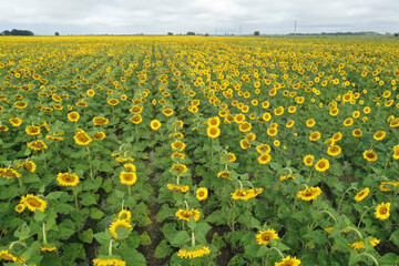 Sunflower cultivation, Buenos Aires Province, Argentina.