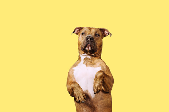 A happy big dog isolated on a bright colorful yellow background