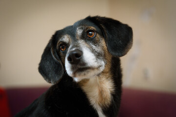 Portraits of stray dogs and dogs from shelter. They are living in city or in boxes in shelter and they are medically treated. All of them  have regular walks and meetings with volunteers.