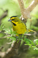 Yellow Cardinal, Gubernatrix cristata, Endangered species in La Pampa, Argentina