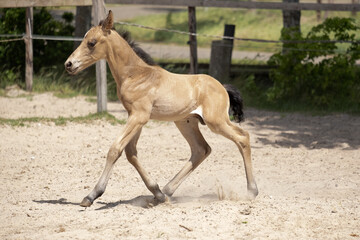 Obraz premium Small newborn yellow foal. He galloped unstable for the first time in the sand