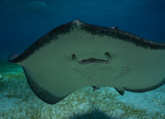Fototapeta premium Stingray mouth close up in Cayman Islands