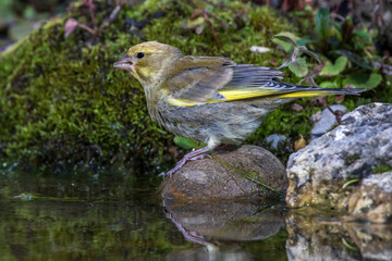 Grünfink (Carduelis chloris)