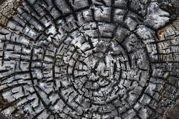 texture of black burnt log close-up on which it is seen texture
