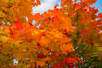 Autumn colorful leaves on tree with sky