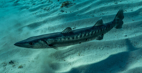 Barracuda over a sandy bottom in Cayman Islands