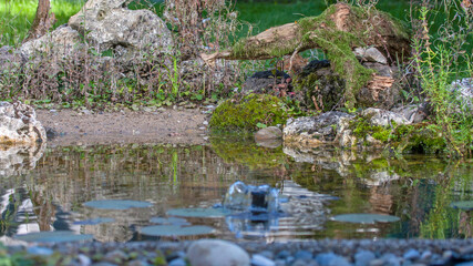Fototapeta na wymiar Teich im Garten, Fotolocation für badende Vögel