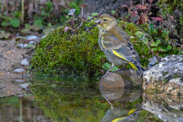 Grünfink (Carduelis chloris)
